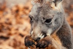 Australian kangaroo pictures
