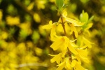 Bright forsythia fuchsia flower pictures desktop wallpaper