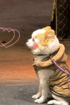 Avatar of super happy couple with cute pets and cute babies