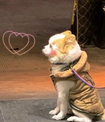 Avatar of super happy couple with cute pets and cute babies