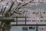 White cherry blossom HD wallpaper
