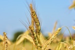 Ripe wheat HD picture material wallpaper