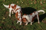 King Charles Spaniel Pictures