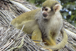 Squirrel monkey pictures