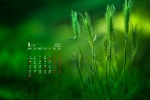 Eye-protecting green plant calendar wallpaper for January 2022