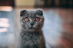 Folded cat pictures desktop wallpaper