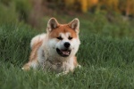 Japanese Akita dog pictures desktop wallpaper