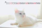 2021年9月可爱动物猫咪桌面日历壁纸