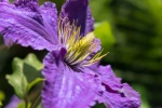 HD clematis pictures