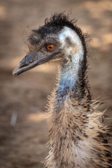 鴯鶓（澳洲鴕鳥）圖片