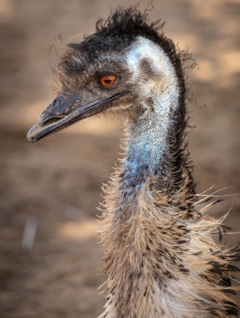 鴯鶓（澳洲鴕鳥）圖片