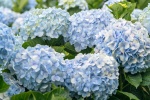 Blooming blue hydrangeas pictures desktop wallpaper
