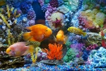 海洋世界水族馆图片桌面壁纸