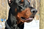Doberman Pinscher Pictures Doberman Pinscher Pictures