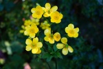 yellow buttercup pictures