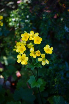yellow buttercup pictures