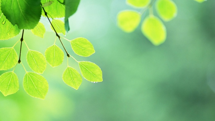 Twenty-Four Solar Terms Summer Solstice Desktop Wallpaper