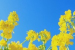 Beautiful pictures of rape flowers