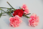 Mother's Day Carnation Picture Desktop Wallpaper
