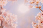 Sakura beautiful HD wallpaper