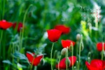 March 2022 Flowers and Plants Desktop Calendar Wallpaper