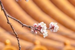 Beautiful apricot blossom scenery pictures