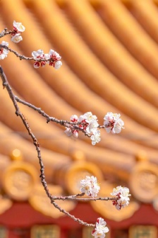 Beautiful apricot blossom scenery pictures