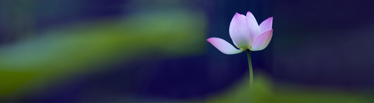 Lotus desktop wallpaper