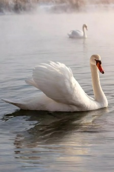 优雅天鹅唯美手机壁纸