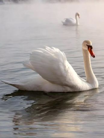 Elegant swan aesthetic mobile wallpaper