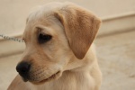 Naughty Labrador pictures desktop wallpaper