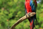 Colorful macaw pictures