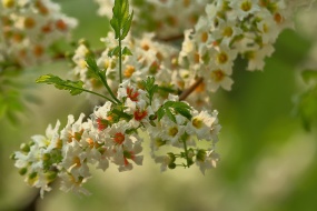 Asparagus flower picture desktop wallpaper