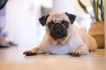 Cute pug pictures desktop wallpaper