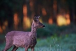 Tender and cute red deer pictures