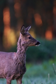 溫順可愛的紅鹿圖片