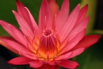 HD water lily pictures