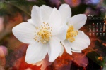 2022年4月茉莉花桌面日历壁纸