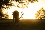 Cute red deer pictures