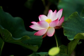 唯美风景荷塘荷花美景