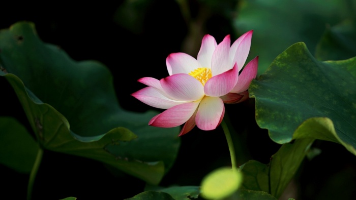 唯美風景荷塘荷花美景