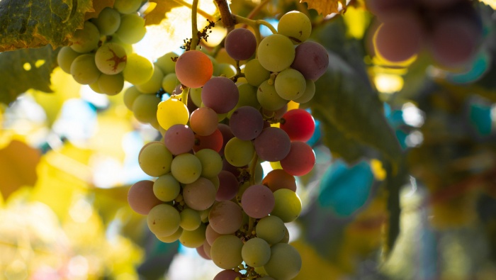 酸酸甜甜的葡萄圖片桌麵壁紙