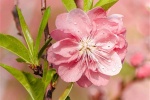 Appreciation of peach blossom pictures in March