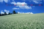 May 2022 fresh blue sky and green land scenery calendar wallpaper
