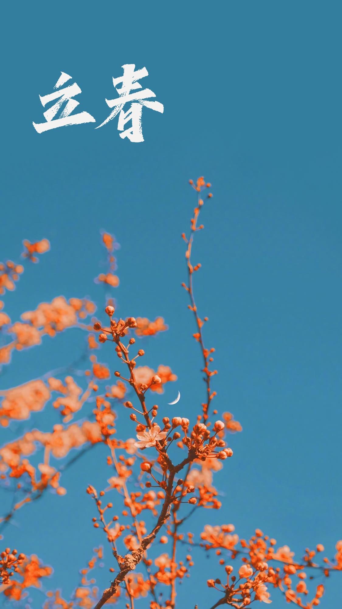 立春时节之花朵手机壁纸图片