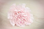Pink carnation desktop wallpaper picture