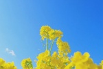 Beautiful pictures of rape flowers