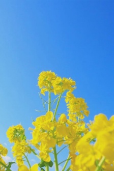 唯美好看的油菜花图片