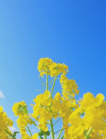 唯美好看的油菜花图片