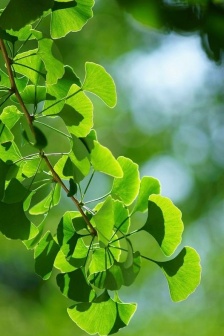 Fresh and beautiful ginkgo tree pictures